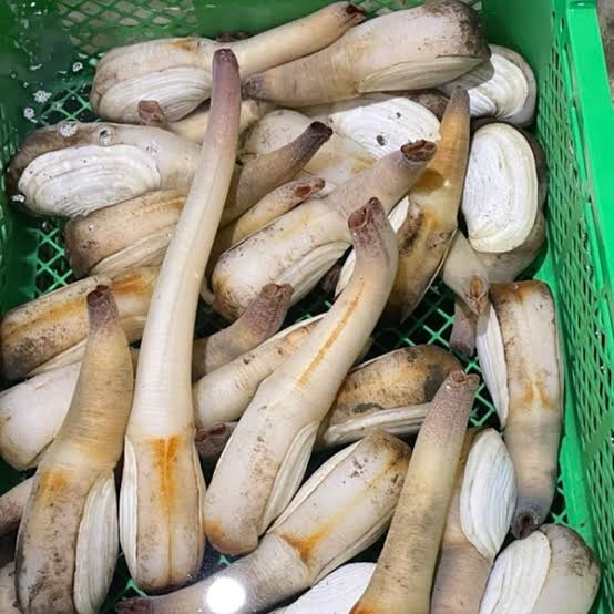 刺身・寿司種で大人気！潜水漁の競りから直送の白ミル貝！