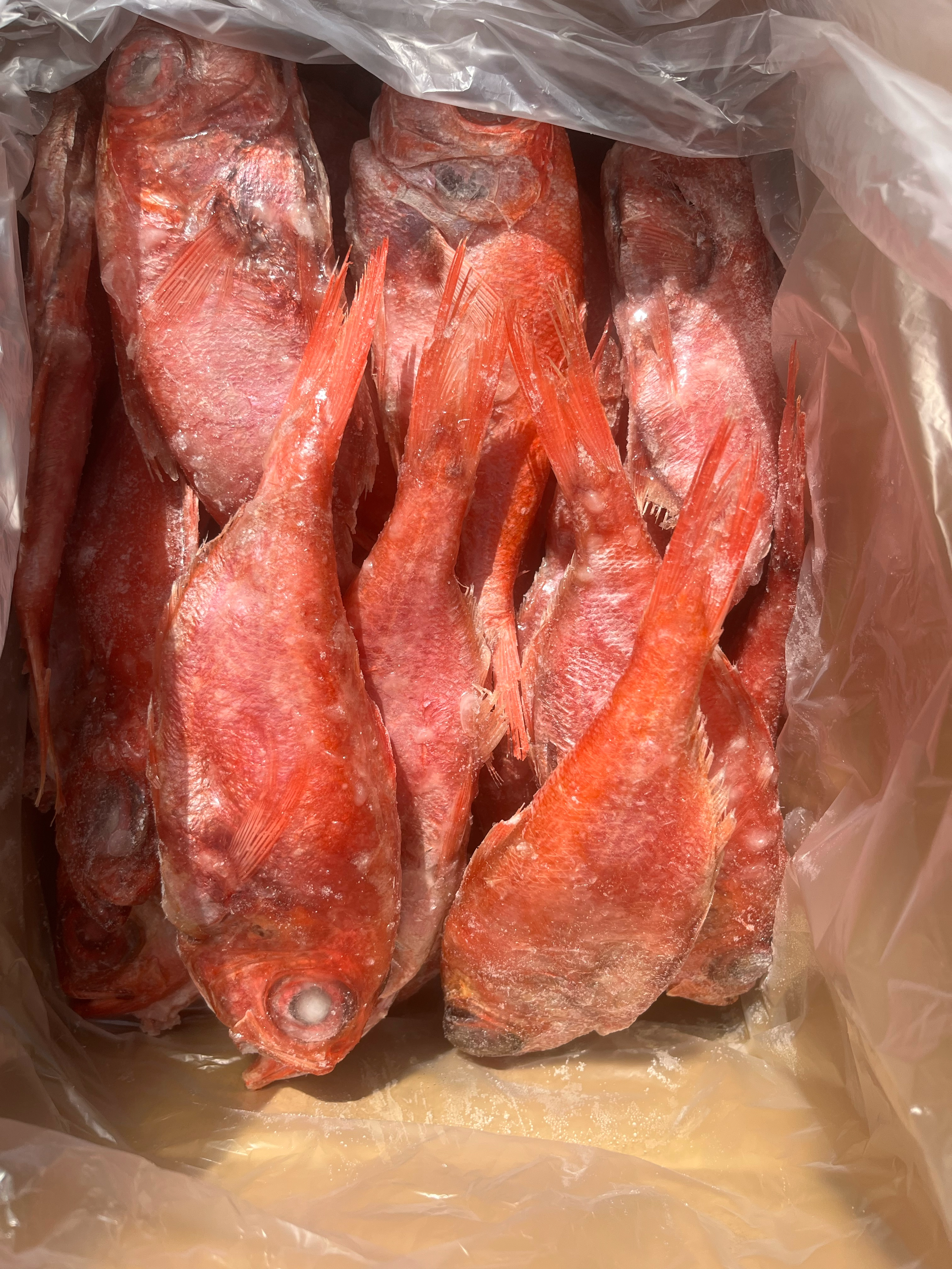 青森県産金目鯛　180/280g   セミドレス　10kg