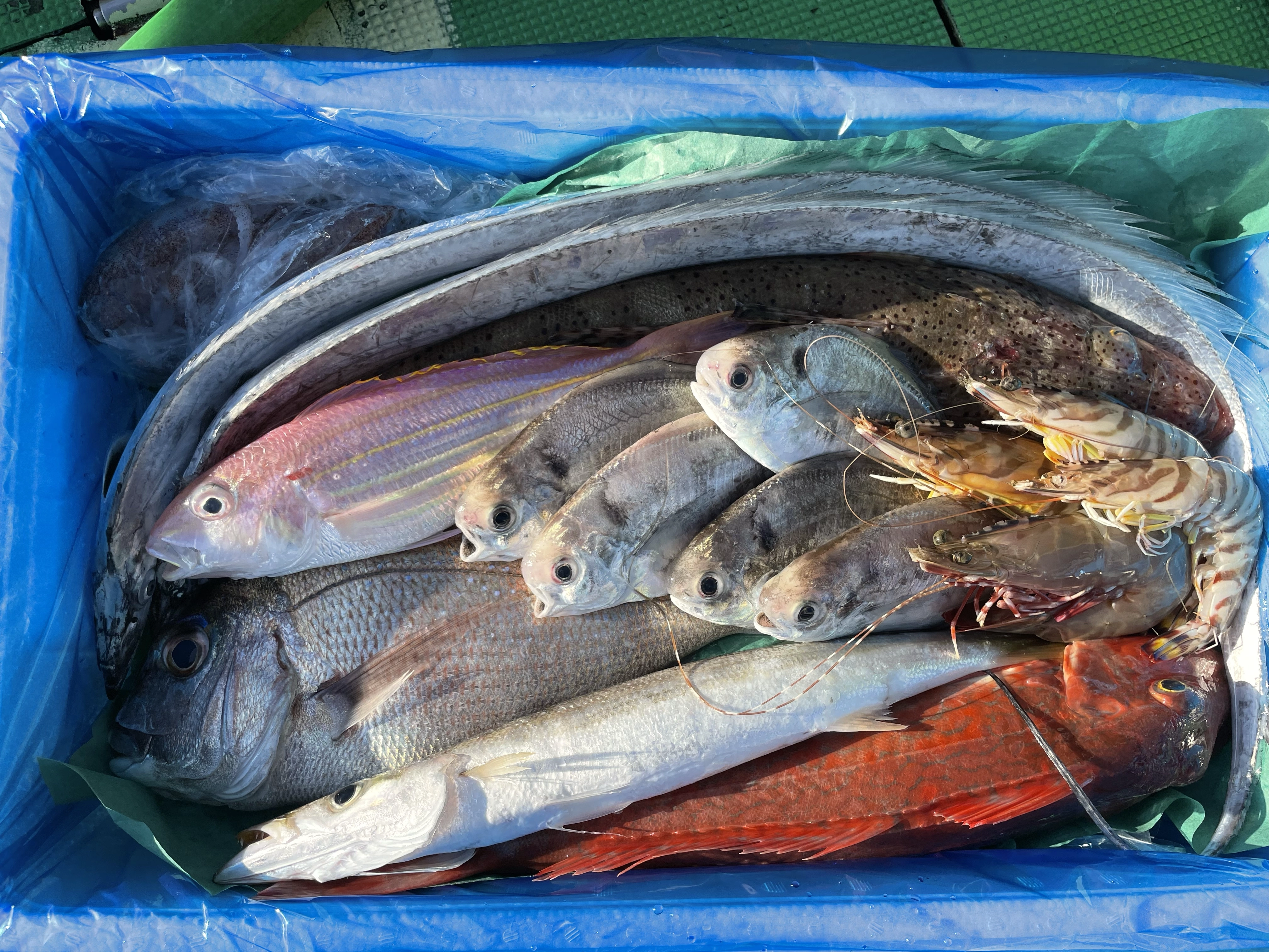 産直！鮮魚ボックス！