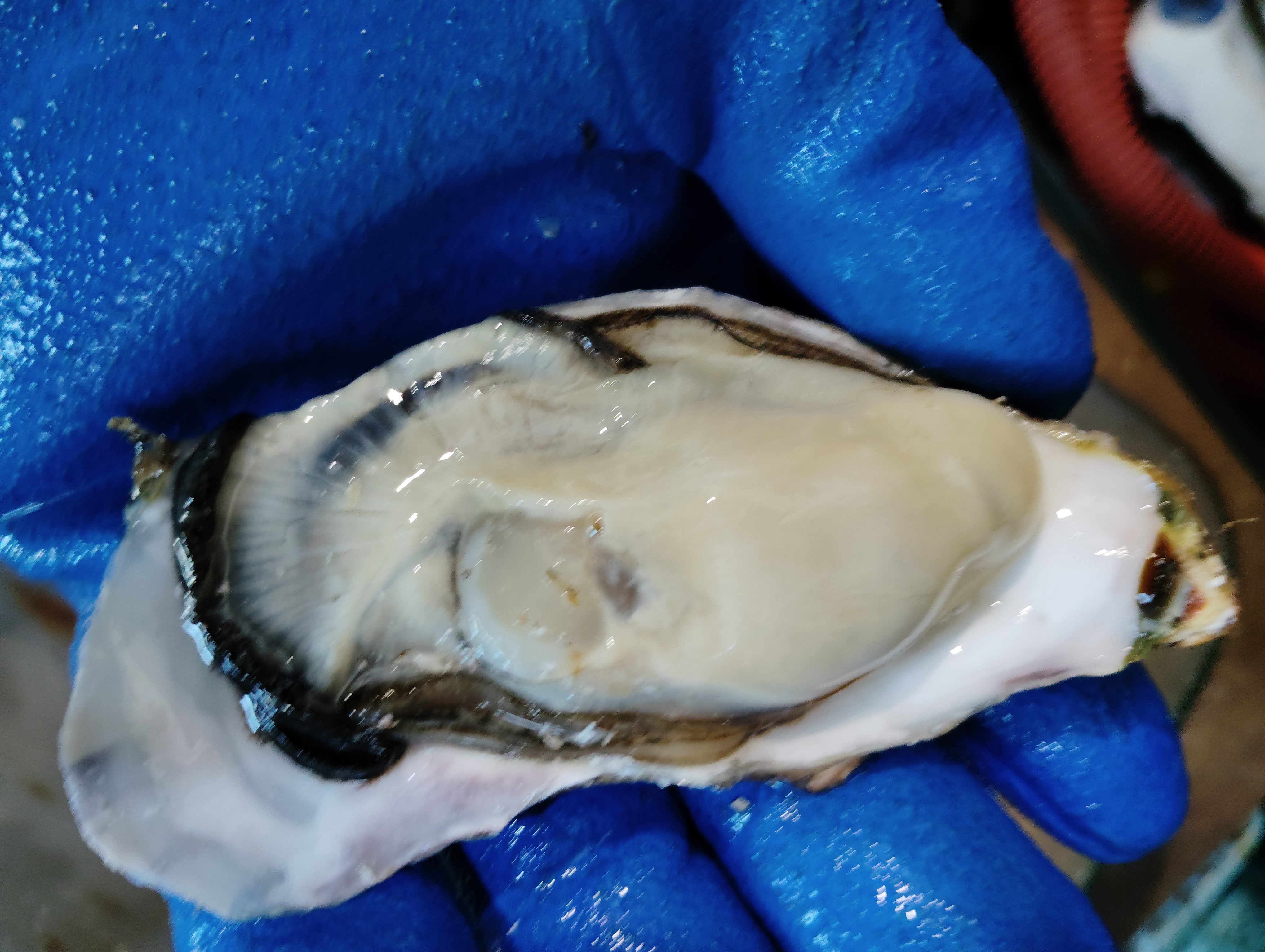 『旬』到来 訳あり殻付き牡蠣　生食用　5kg
