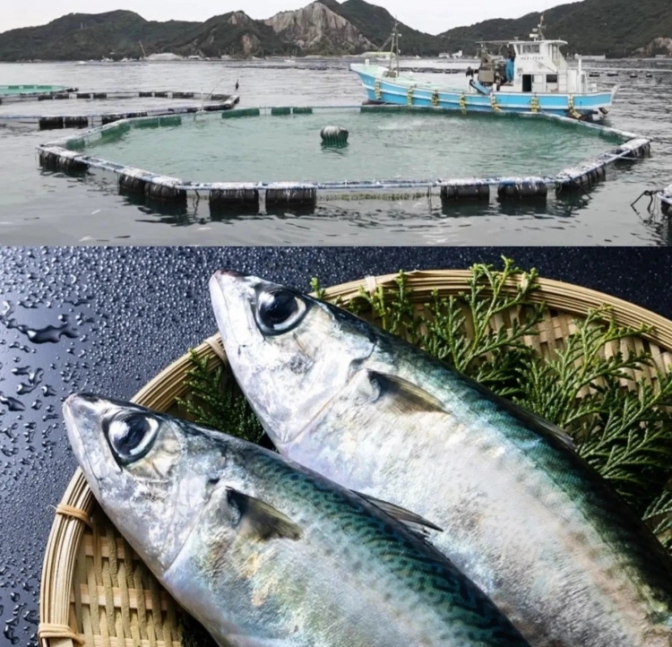 ブランド養殖　姫サバ✨