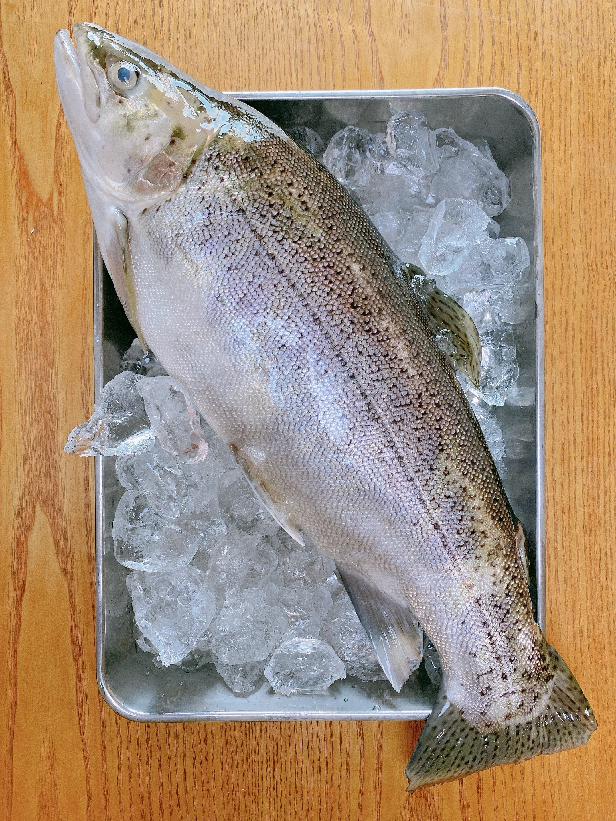 海なし県の国産養殖サーモン！