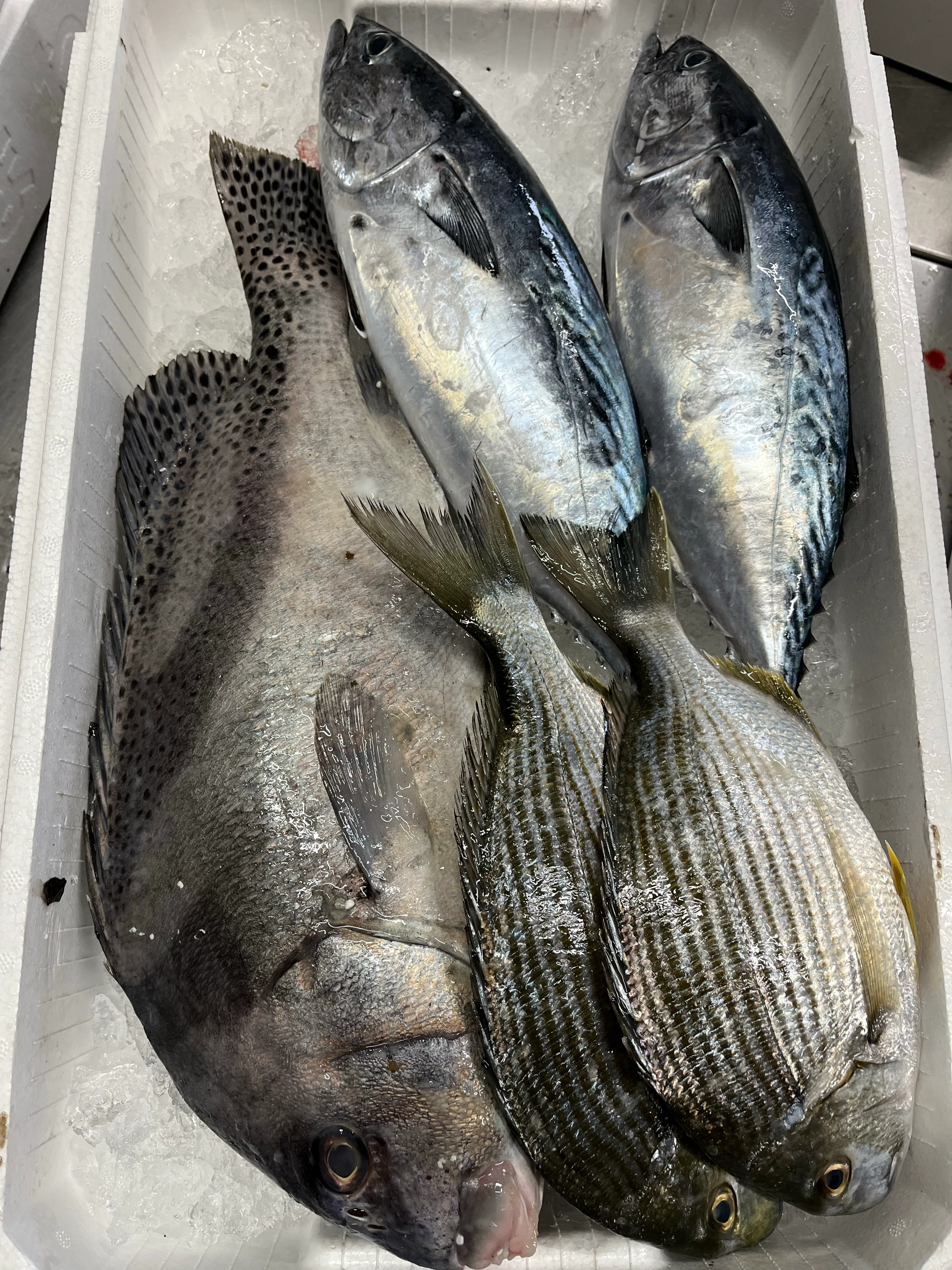 スマ入定置網もの！