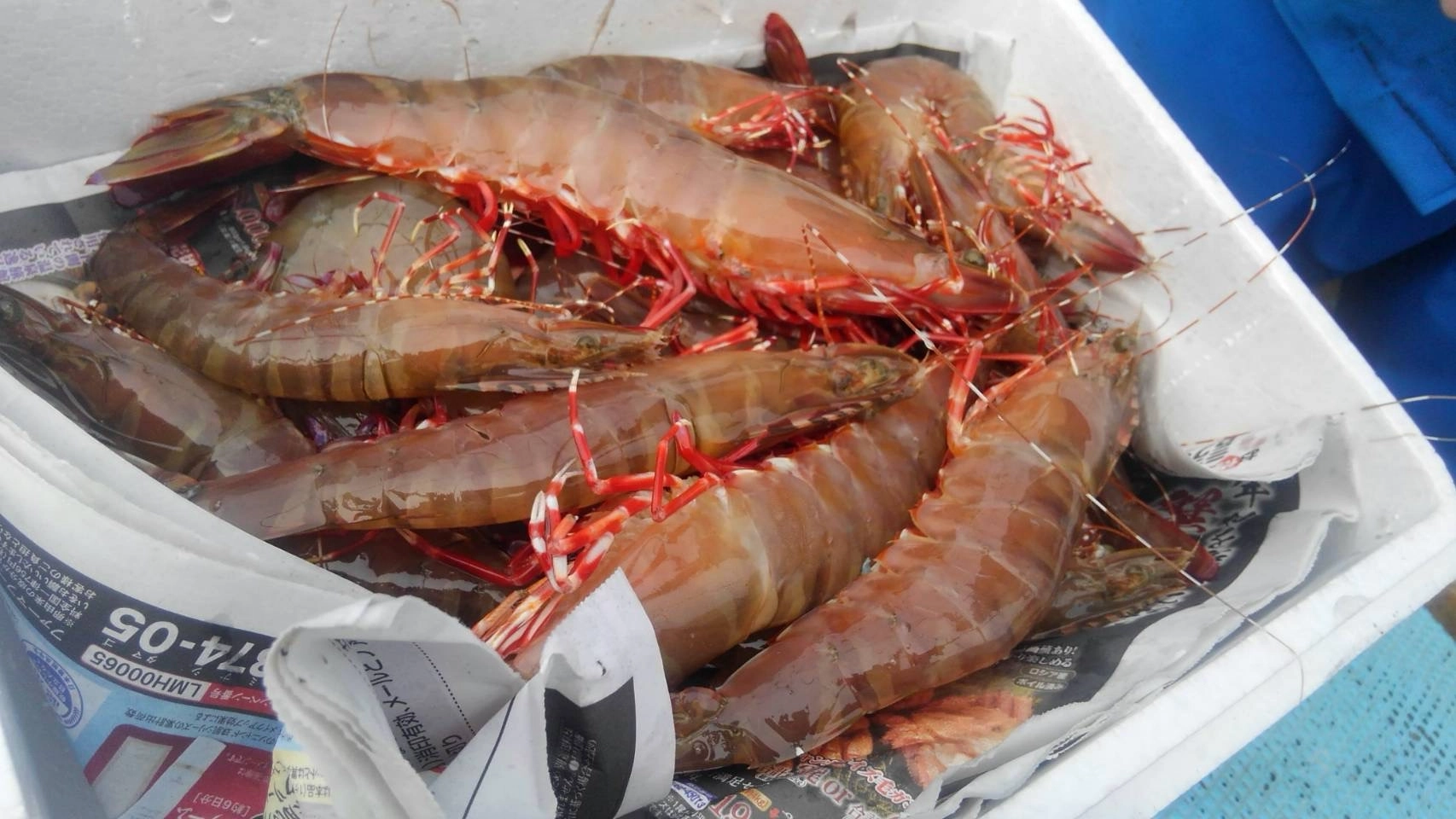 🚚活け足赤エビ‼️ 国産天然高級エビです‼️