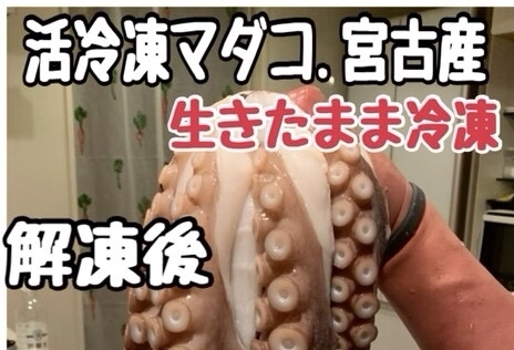 活冷凍マダコ