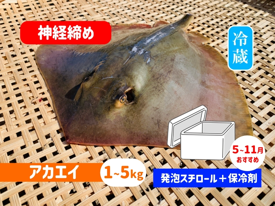 神経〆アカエイ【発泡スチロール箱＋保冷剤】