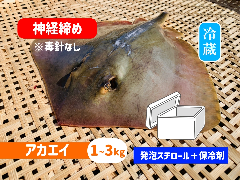 神経〆アカエイ【発泡スチロール箱＋保冷剤】