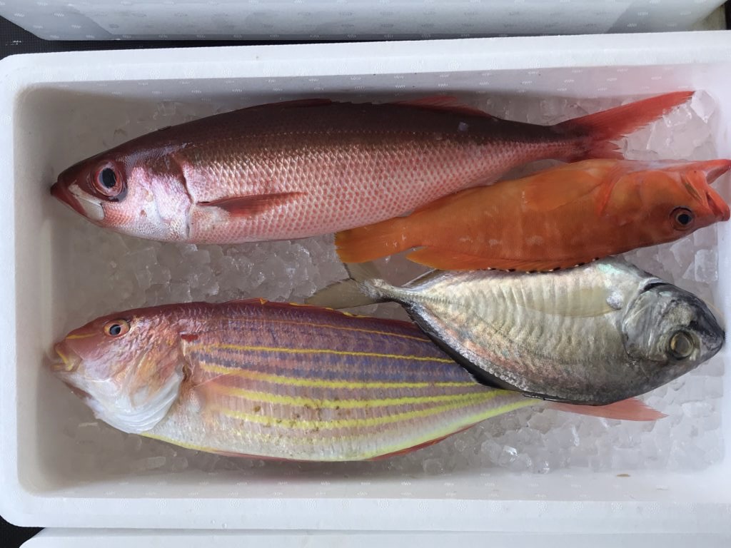 （一例）
・イトヨリ
・アカハタ
・ヒラアジ
・ハチビキ