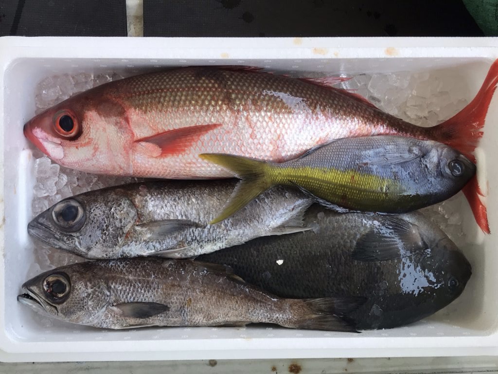 （一例）
・クロムツ×2
・メジナ
・ウメイロ
・ハチビキ