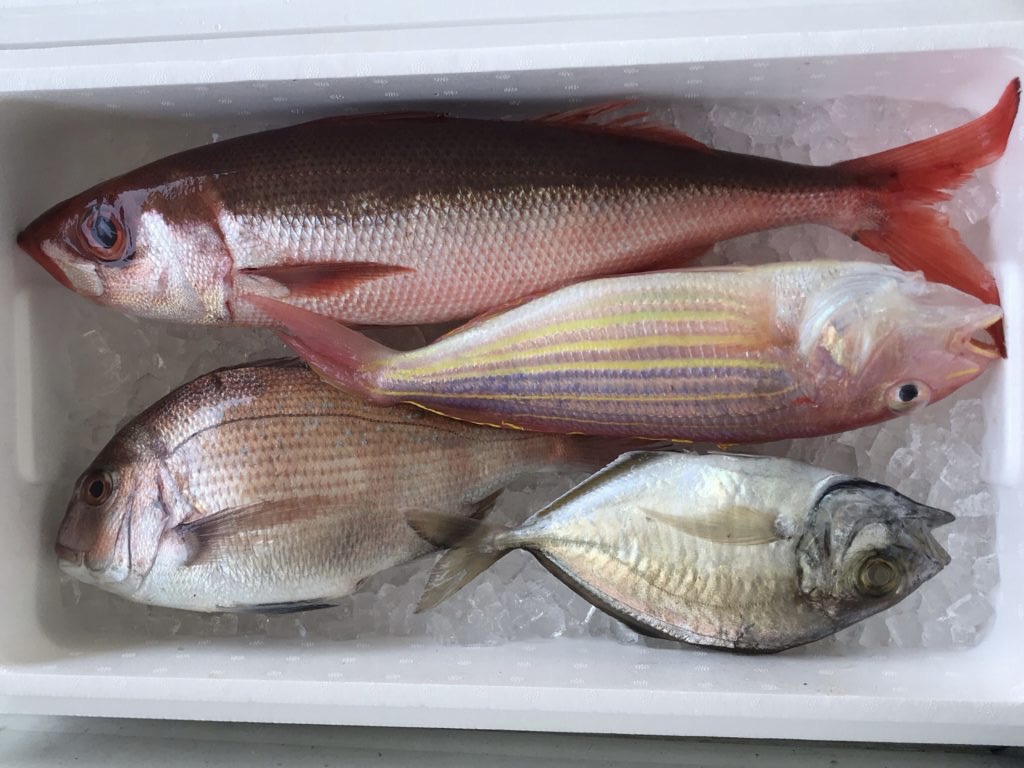 一例
・イトヨリ
・マダイ
・ヒラアジ
・ハチビキ