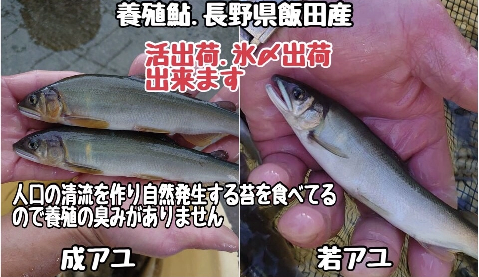 若鮎　活発送いたします