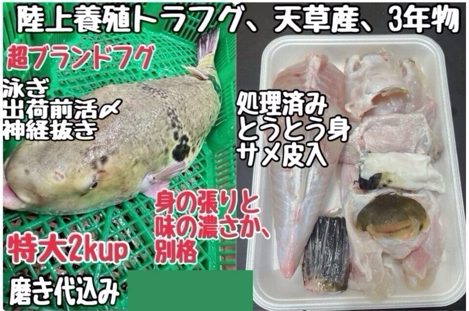 おすすめ‼️ 陸上養殖トラフグ