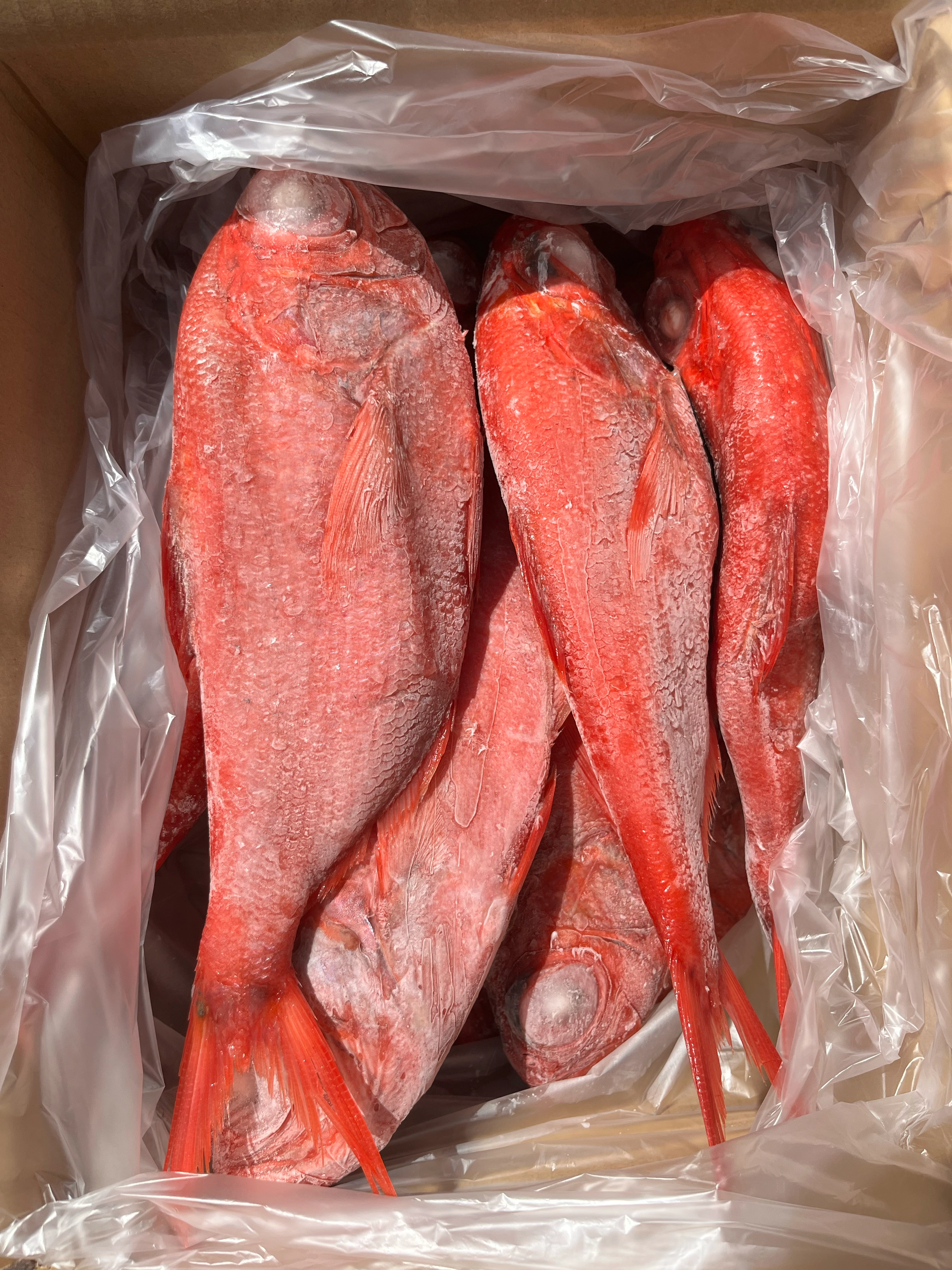 青森県産金目鯛　380/500g  セミドレス　10kg