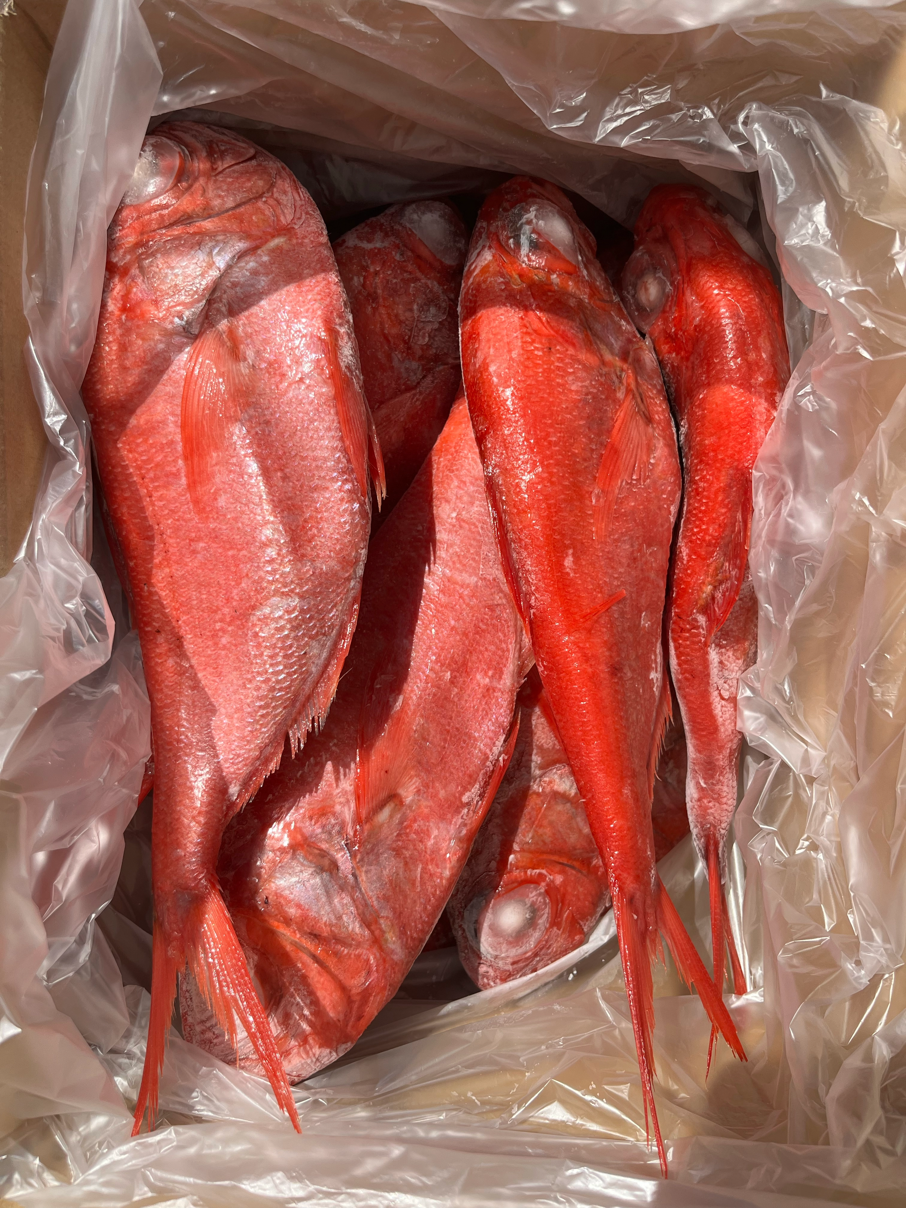 青森県産金目鯛　450/650g  ラウンド　10kg