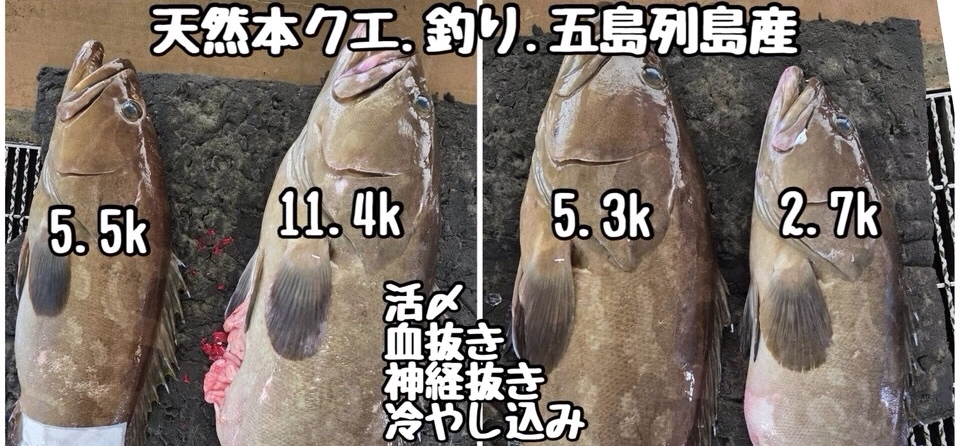 明日出荷🚚五島の天然本クエ⭐️