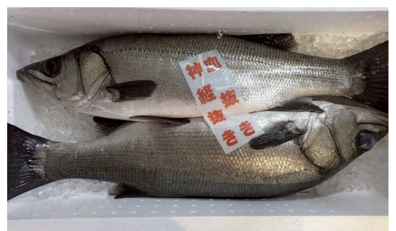 活〆ヒラスズキ　オススメ‼️