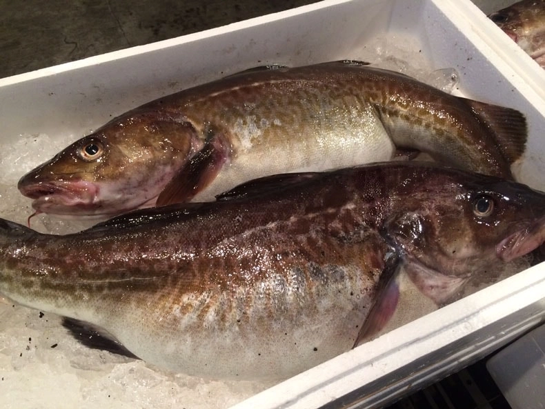 真鱈‼️タラ(メス)⭐️ 鍋の王様‼️ この時期だけの提供出来る魚です‼️ 他の魚が余ればサービスで同梱致します⭐️