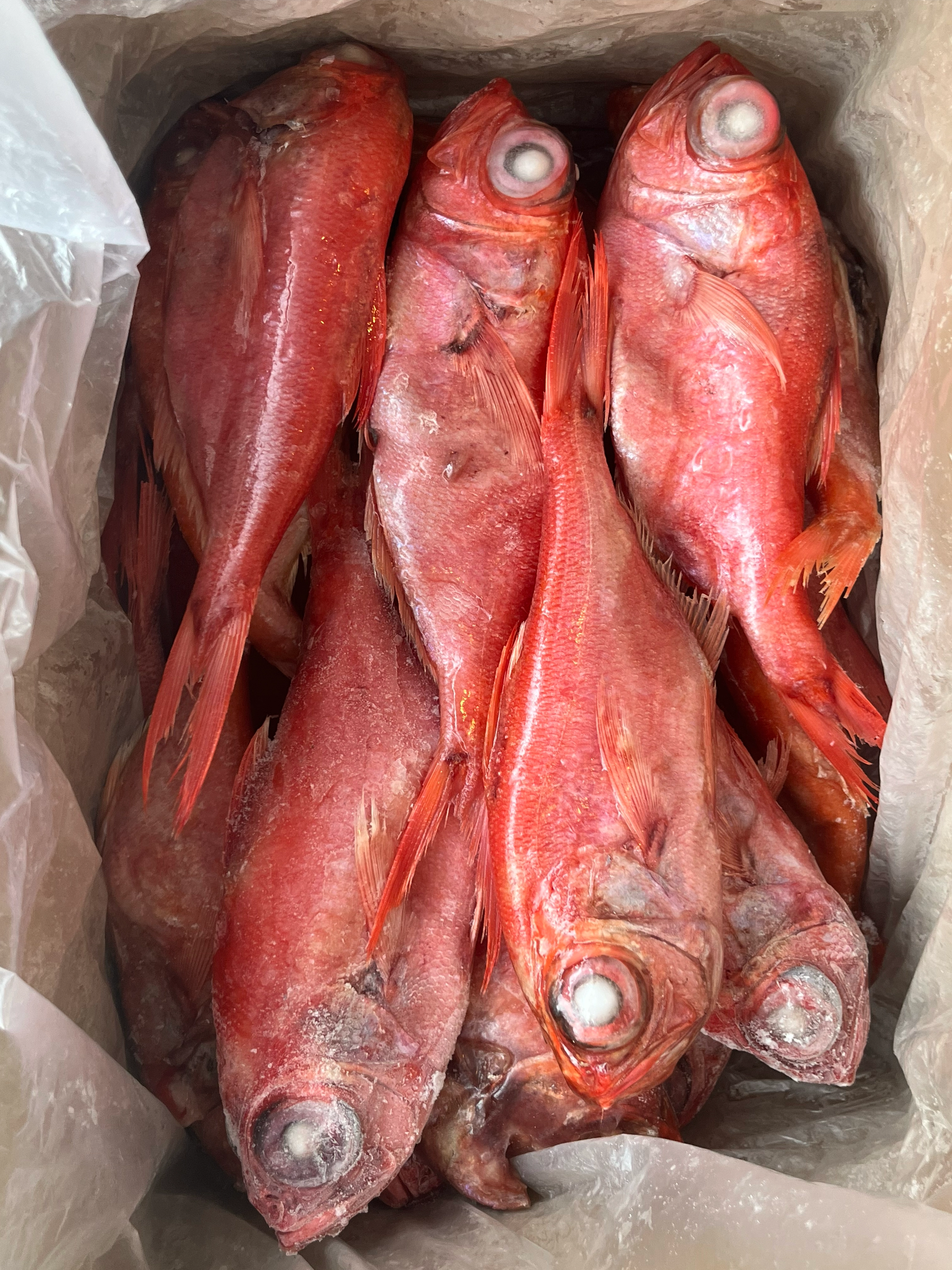 青森県産金目鯛　300/450g  ラウンド　10kg