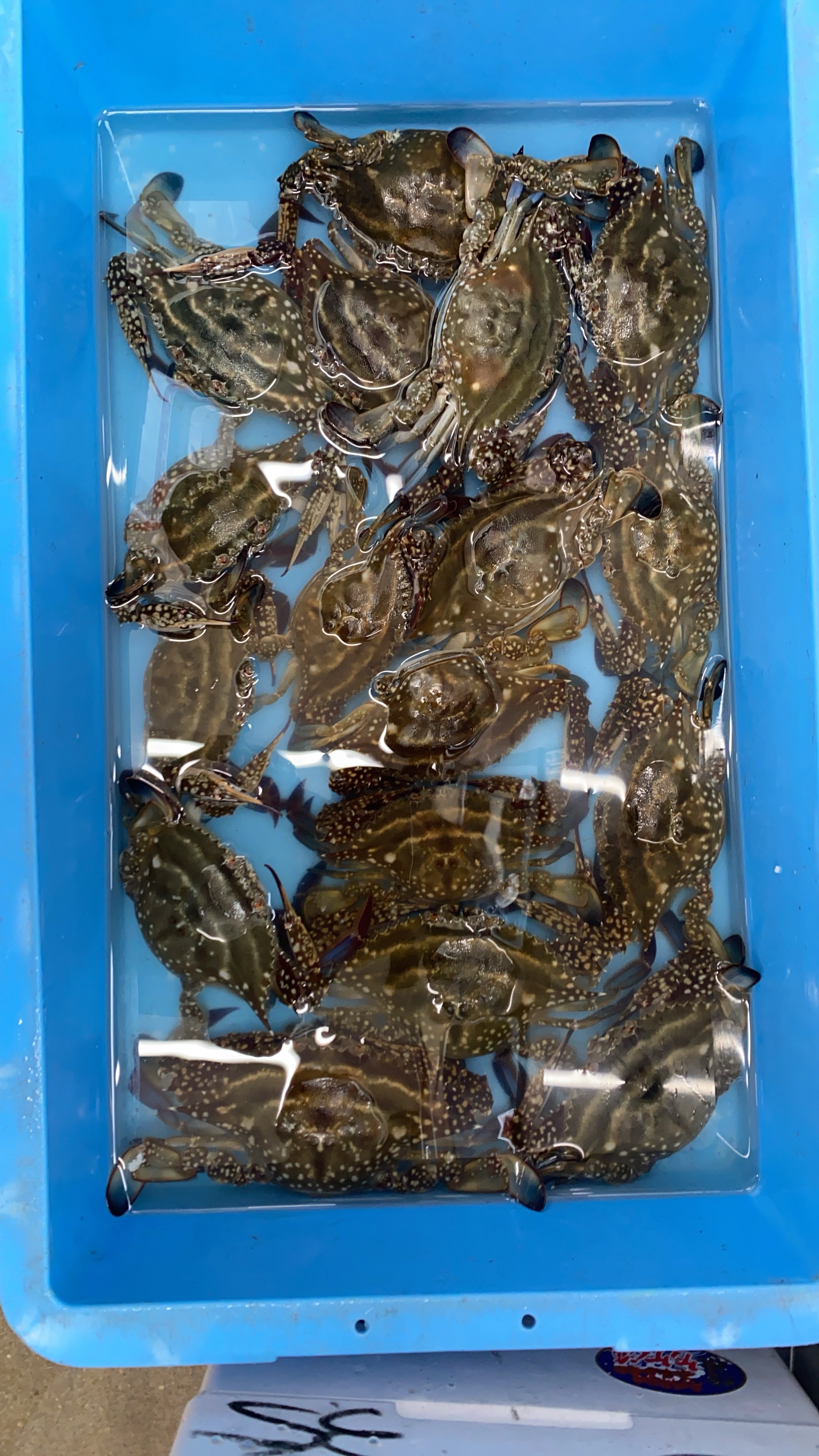 ケジャン・鍋・蒸ガニ等で大人気！活〆冷凍ワタリガニ