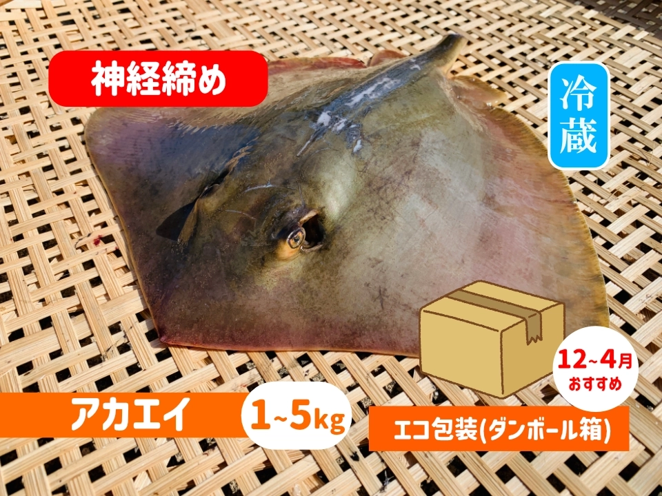神経〆アカエイ【エコ包装】