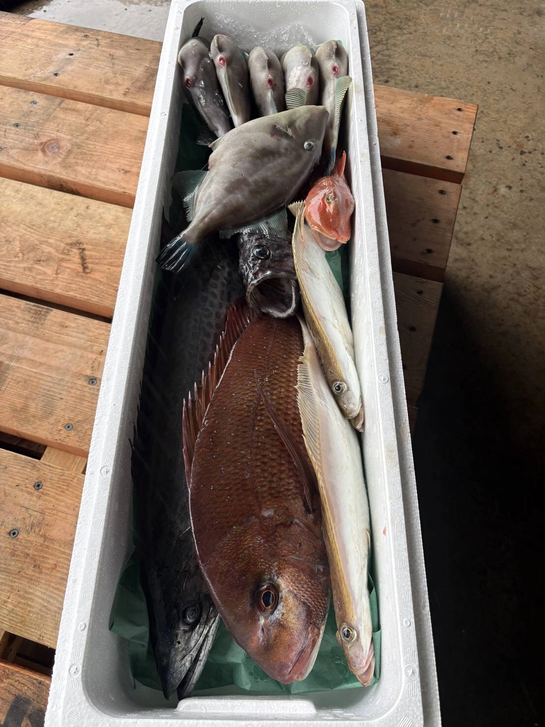 丹後からお届けする鮮魚ボックス！