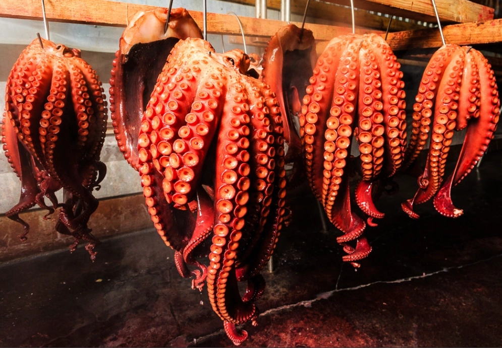 水蛸❗️ 青森県　津軽海峡産❗️⭐️ 採れたてボイル済み⭐️