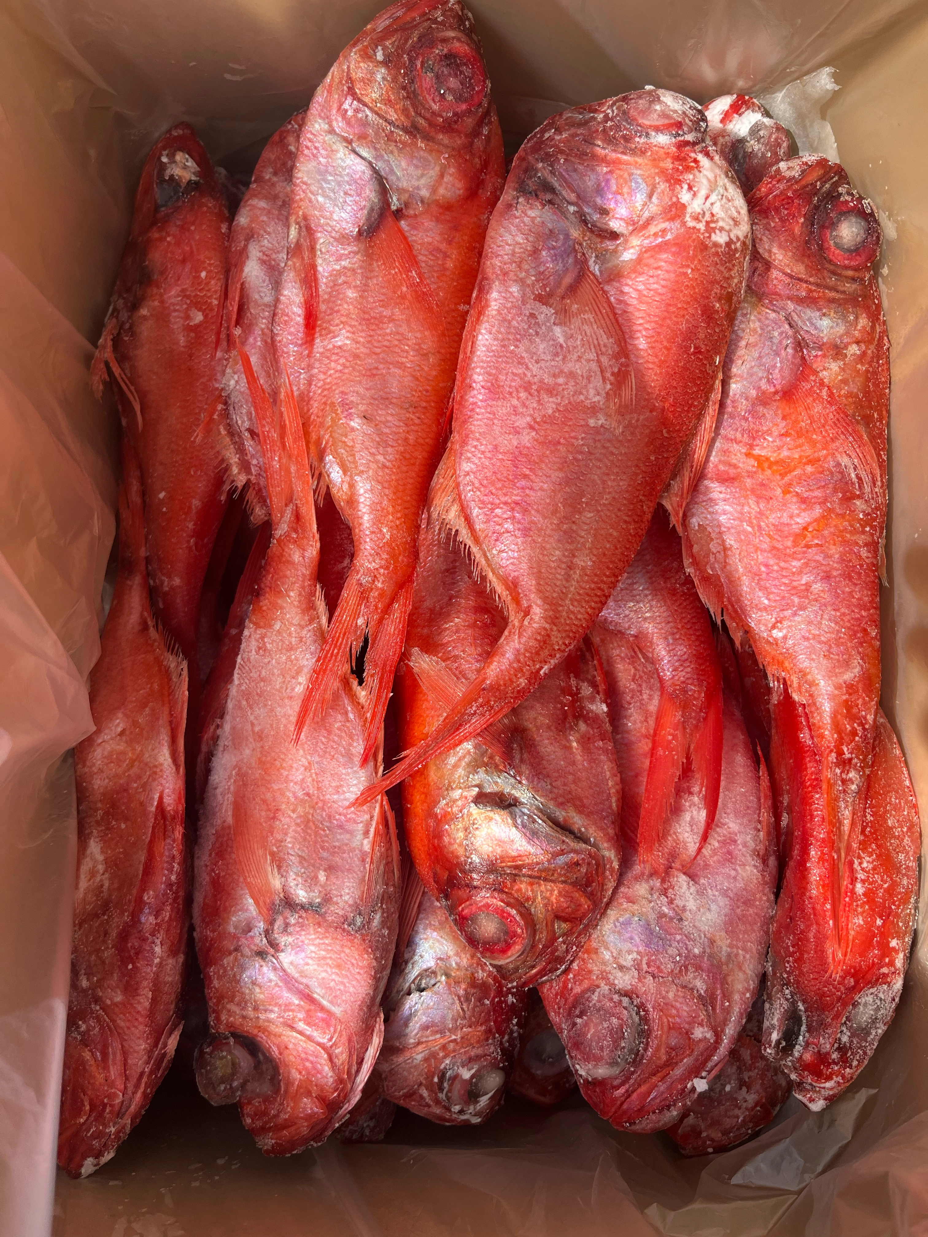 青森県産金目鯛　200/300g  ラウンド　10kg