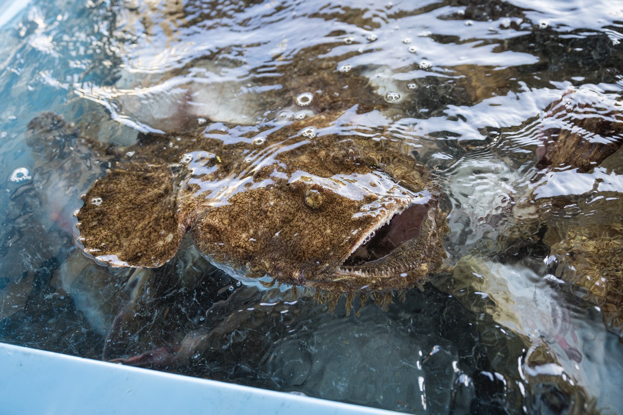 生簀で泳ぐアンコウ