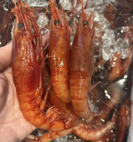 かない鹿児島