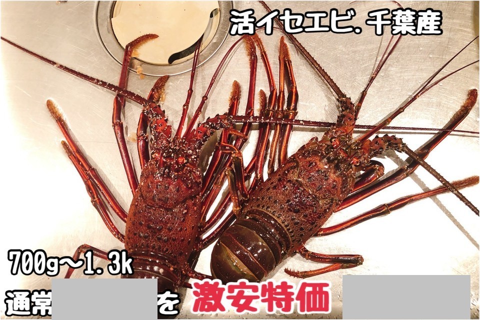 ①活イセエビ・千葉県産・激安価格・②活イセエビ・千葉県産・激安価格 他2品