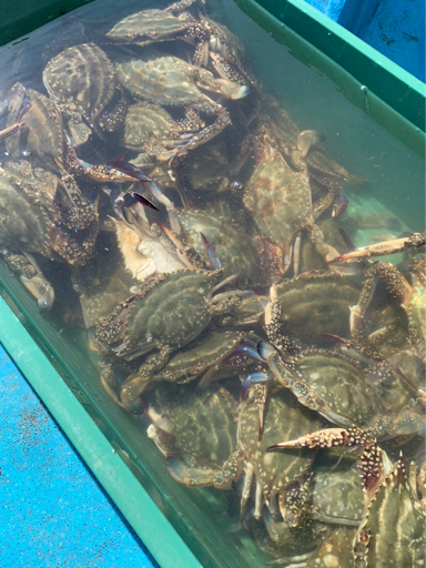 海皇丸 紹介画像1