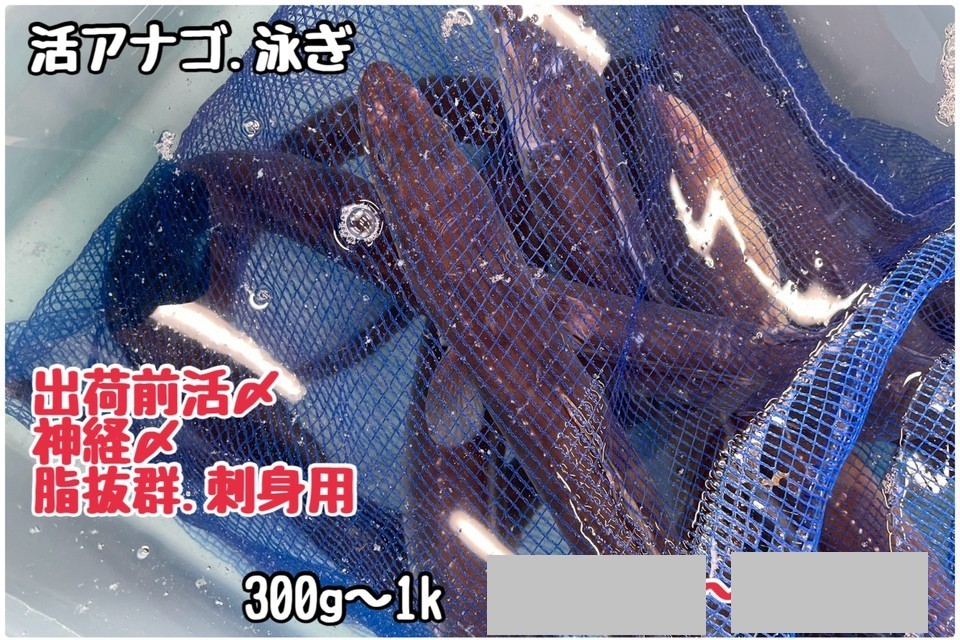活アナゴ・ヒラメ