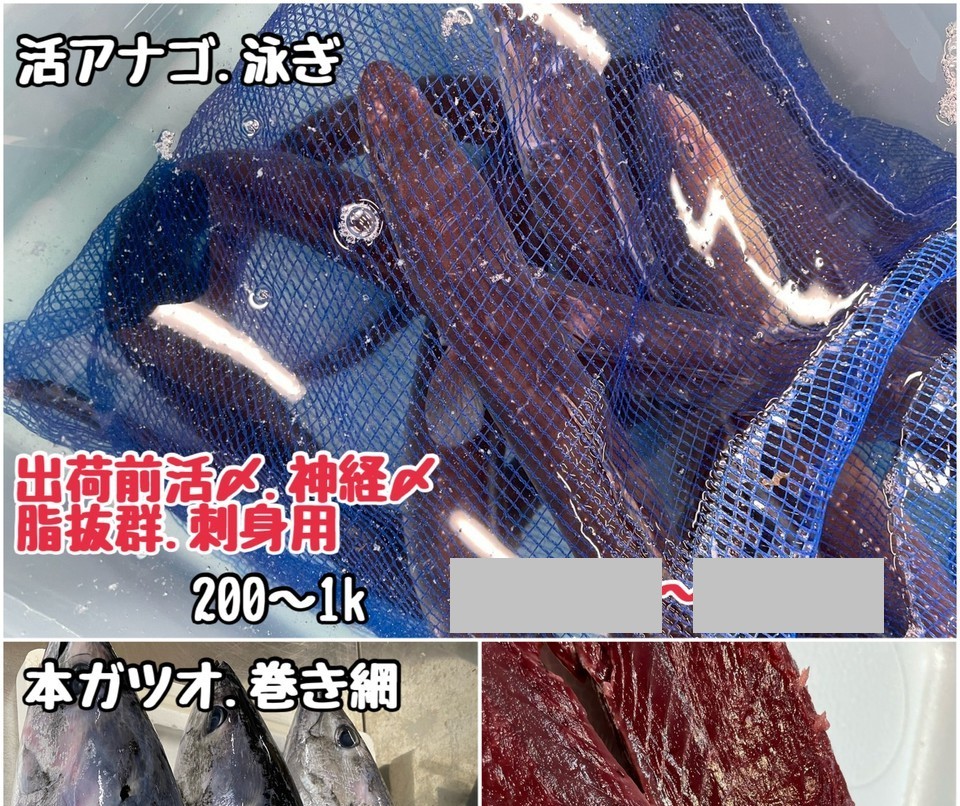 ⑫活アナゴ・出荷前活〆神経〆・脂乗り抜群 他5品