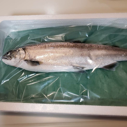 とと琵琶湖