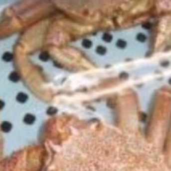 西海 金井丸 紹介画像2