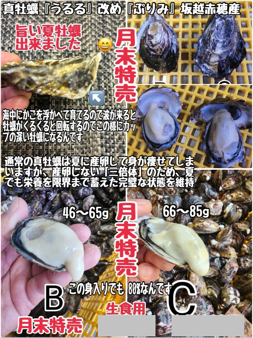 ⑧真牡蠣（ぷりみ）・坂越赤穂産・殻付き・生食用