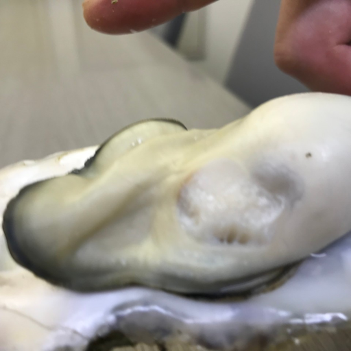 石巻 かない水産 紹介画像1