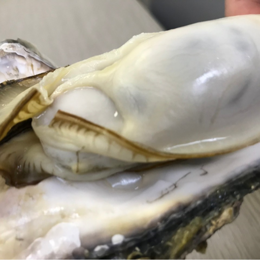 石巻 かない水産 紹介画像2