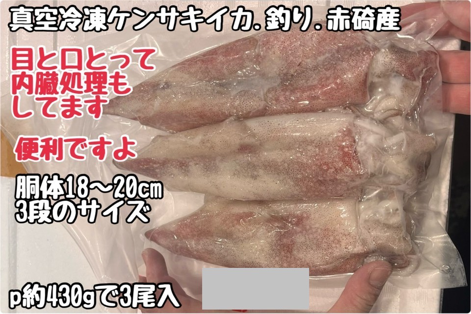 ③真空冷凍ケンサキイカ（白イカ）・赤碕産・釣り・3段サイズ・処理済み