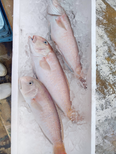 はまかぜ通信～金栄丸 画像1