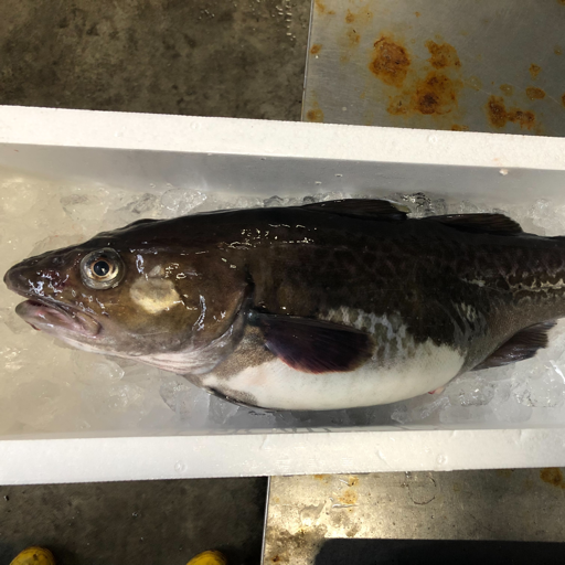 大魚（株）むつ総合卸売市場