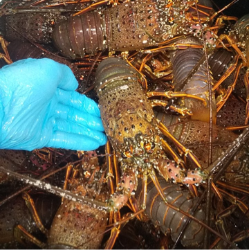 新木場 かない水産