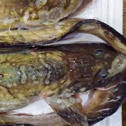 琴浦 かない鮮魚店