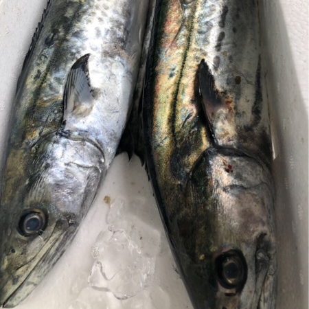 益田 かない水産