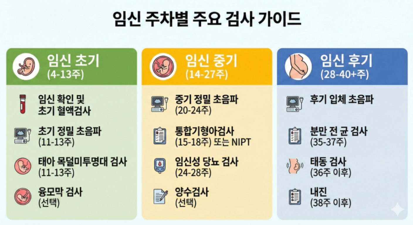 임신 주차별 주요검사 가이드