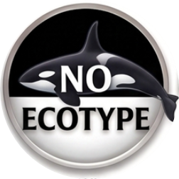 Orca, ecotype unknown