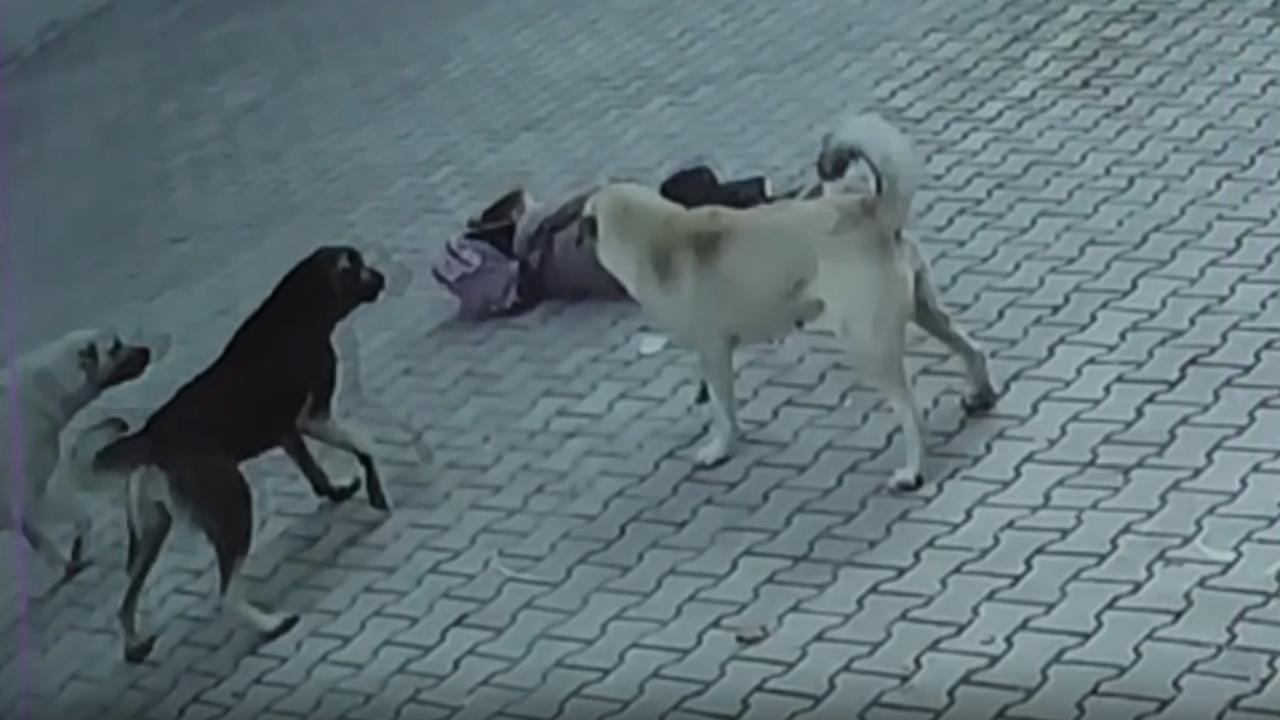 Bursa’da Korkunç Olay! Bir Çocuk Daha Başıboş Köpeklerin Saldırısına Uğradı