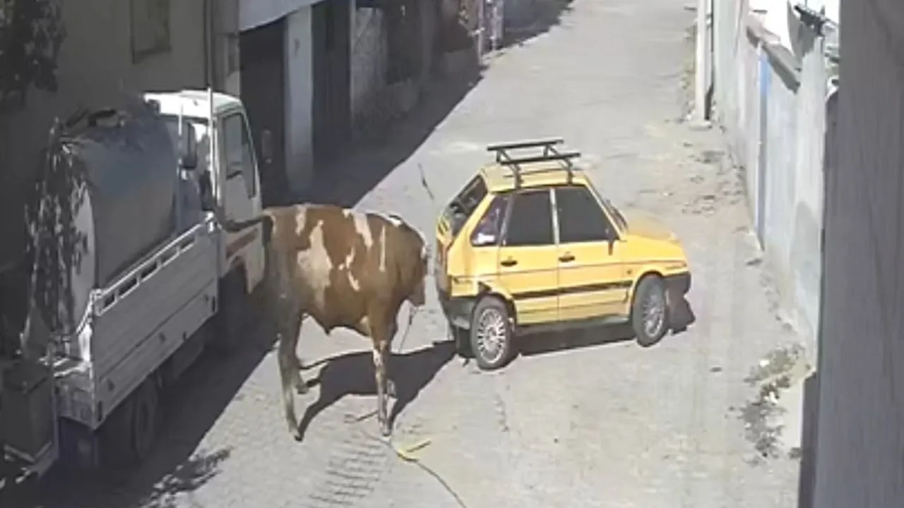 Nevşehir’de Ahırdan Kaçan Kızgın Boğa Araca Saldırdı, Caddeyi Bir Anda Karıştırdı