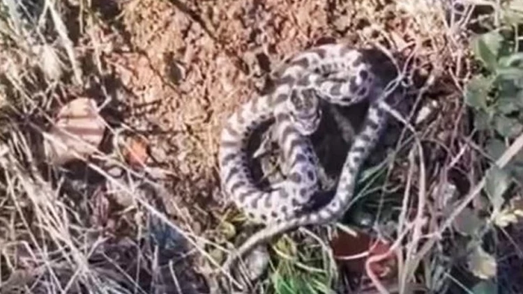 Karabük’te Mantar Avında Korku Anı: “Dünyanın En Zehirlisi” Diyerek Kameraya Yakaladı