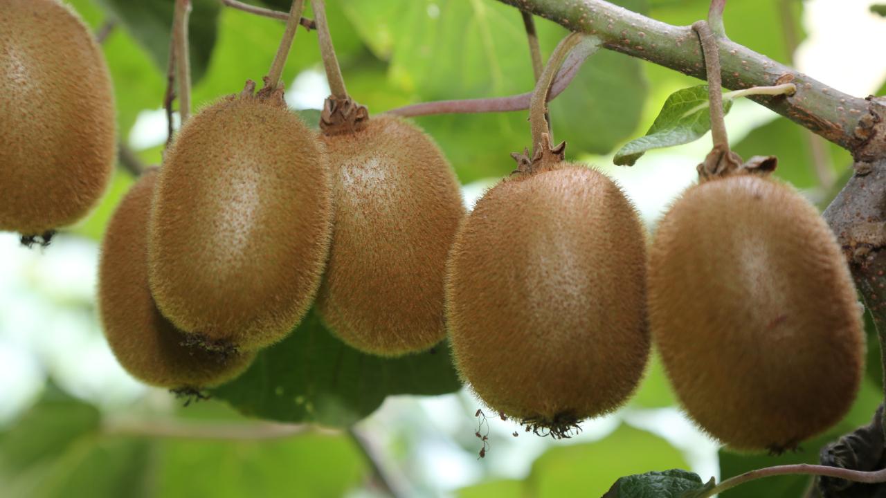 Ordu’daki Kivi Hasadında Fiyat Şoku: 1. Sınıf Kilogramı 80 ₺’yi Buldu!